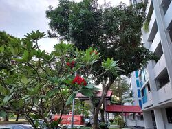 Blk 403 Ang Mo Kio Avenue 10 (Ang Mo Kio), HDB 3 Rooms #483834221